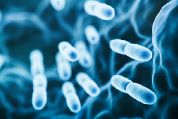 Gut bacteria - 368x245